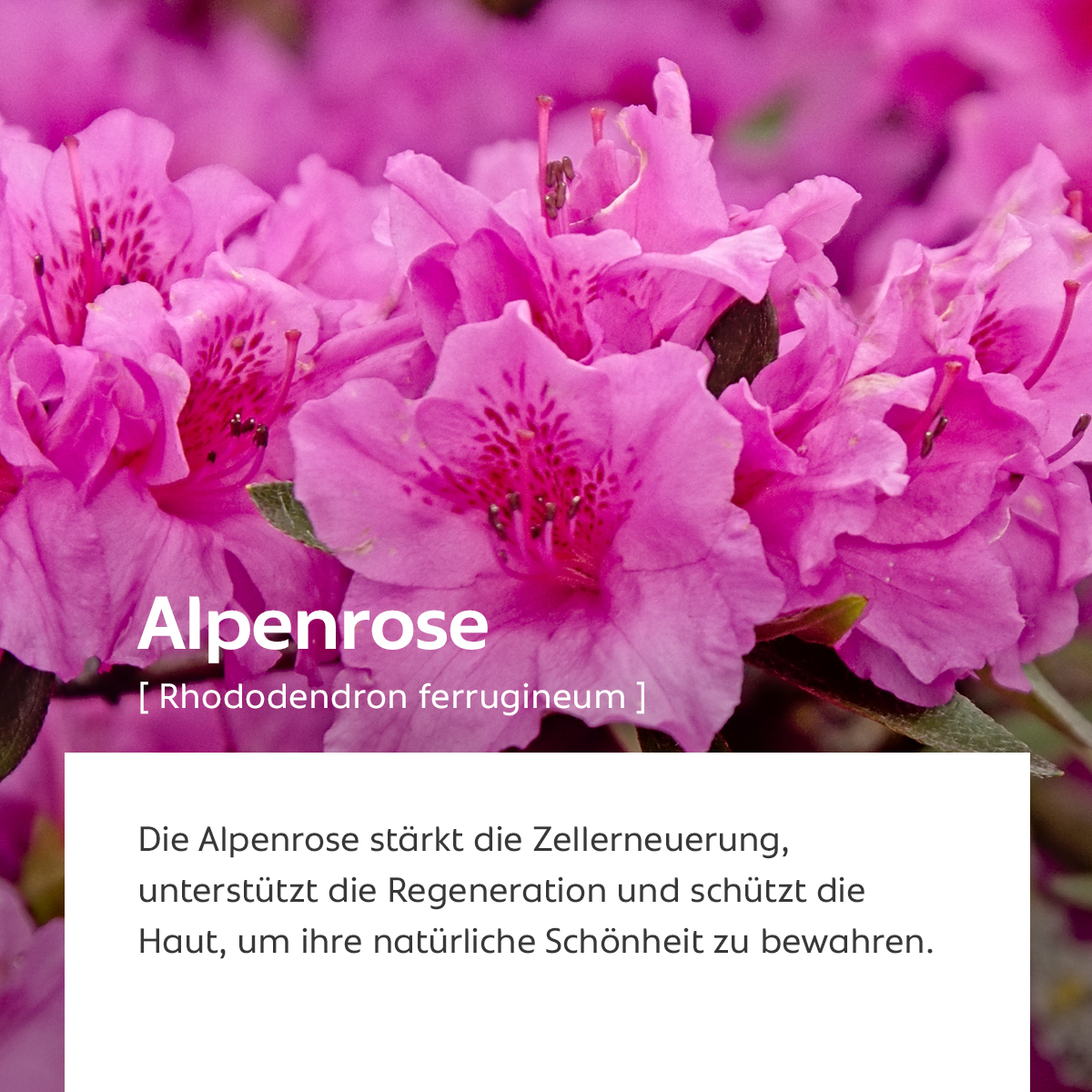 Leuchtend pinke Alpenrosenblüten, Symbol für Regeneration und natürlichen Hautschutz