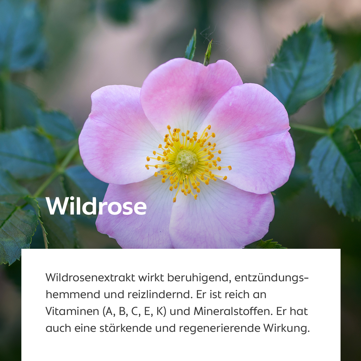 Zartrosa Blüte einer Wildrose mit gelber Mitte, Symbol für beruhigende und stärkende Wirkung