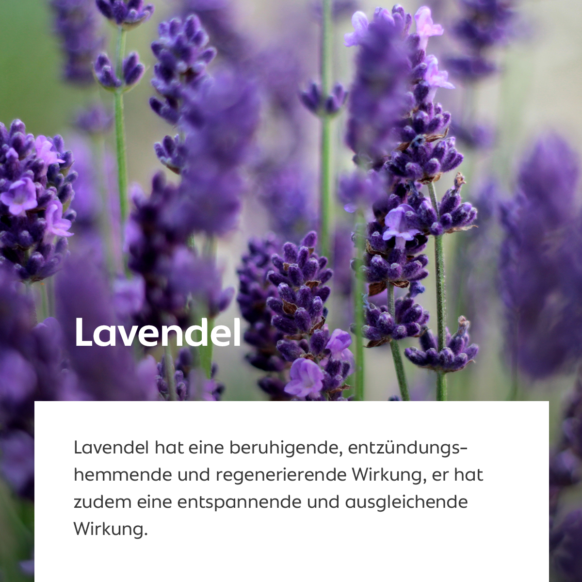 Blühender Lavendel in kräftigem Violett, Symbol für entspannende und beruhigende Wirkung
