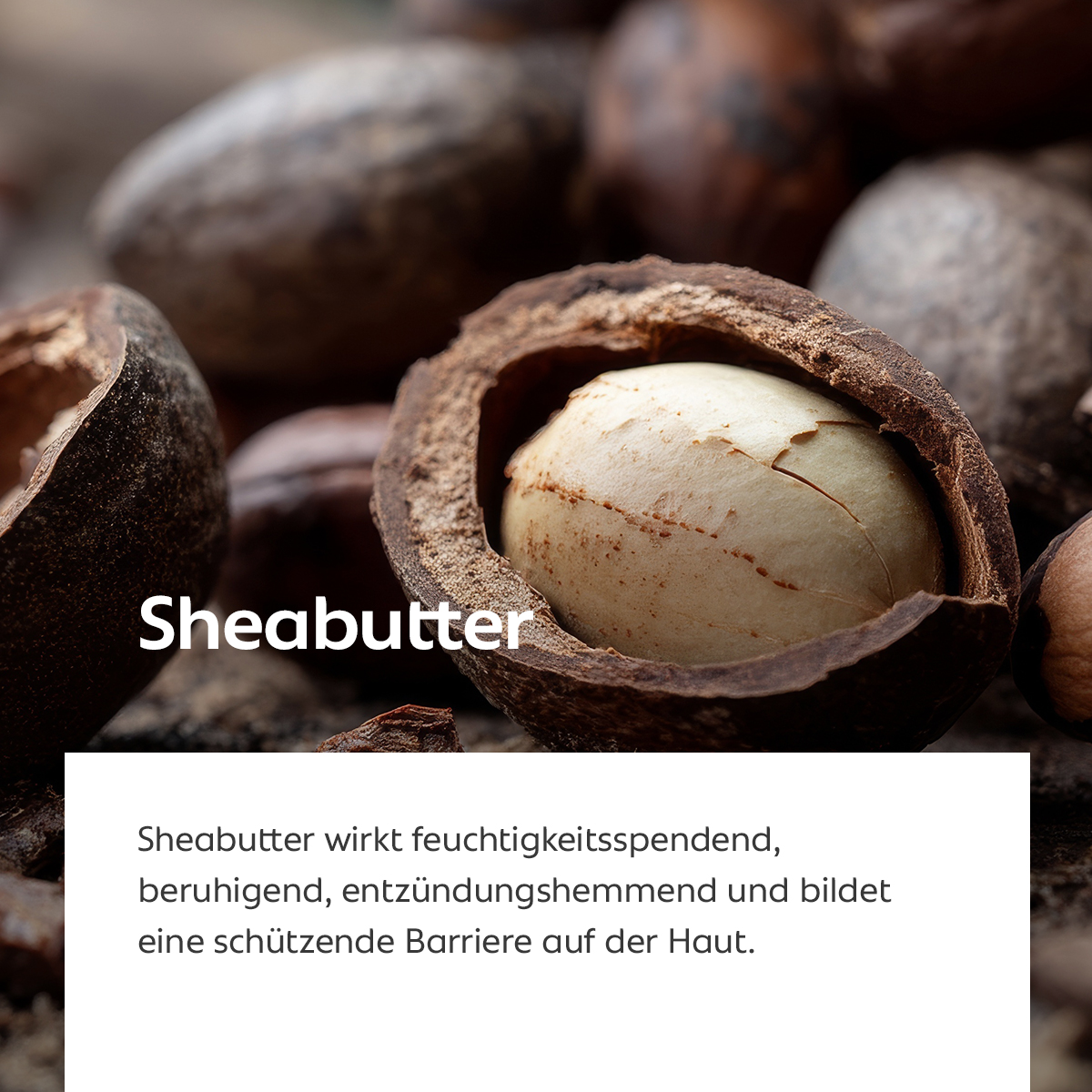Aufgebrochene Sheanuss mit hellem Kern, Symbol für reichhaltige und schützende Hautpflege