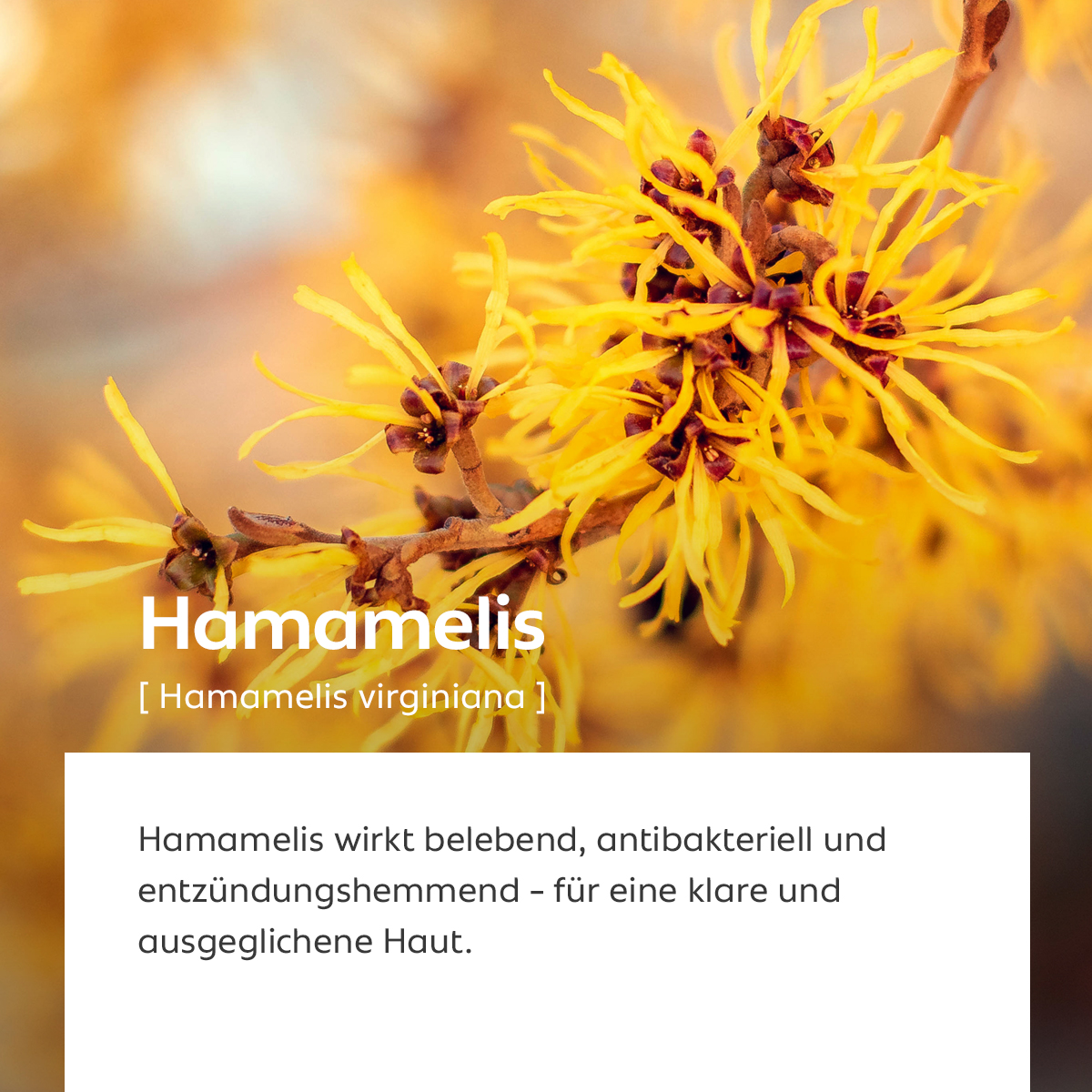 Leuchtend gelbe Hamamelis-Blüten, Symbol für belebende und antibakterielle Wirkung