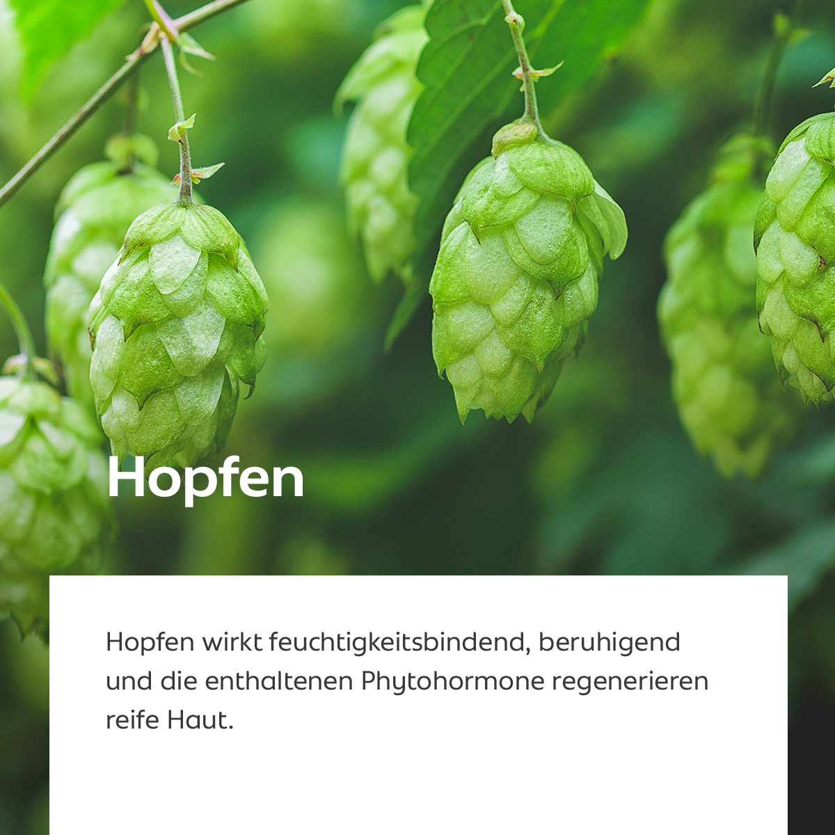 Grüne Hopfenzapfen am Zweig, Symbol für feuchtigkeitsspendende und regenerierende Wirkung